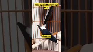 Muraibatu isian kenari gaya sujud roll tembak #rajanabirdfarm #pancinganmuraibatu #masteranmuraibatu