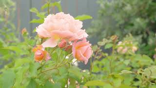 Peaceful, Easy Living At Otaki Beach, New Zealand