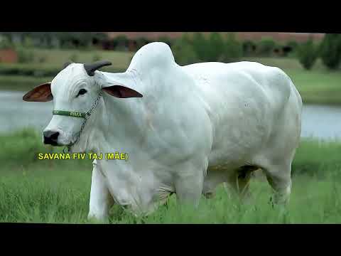 LOTE 1007   DILLA FIV CBA   CABN 755 zap