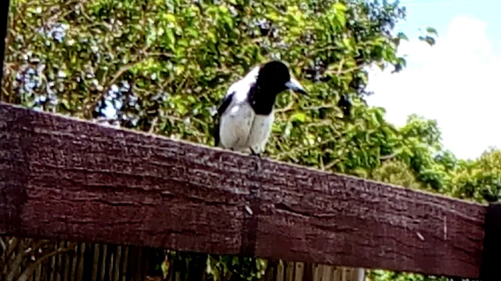 Conversation with a bird