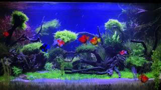 Видео колыбельная рыбки в аквриуме(Колыбельная аквариум, ваш малыш следит за рыбками, успокаивается и расслабляется., 2015-10-08T12:35:54.000Z)