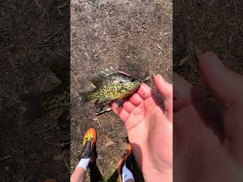 My first ever fish on my fly-rod! #flyfishing #shorts