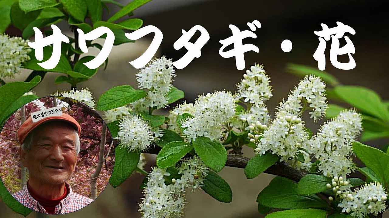 サワフタギ 花 2024 秋元園芸 - YouTube