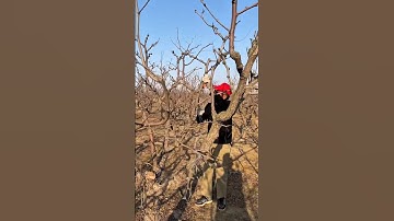 How to prune old jujube tree#satisfying #pruning #shorts