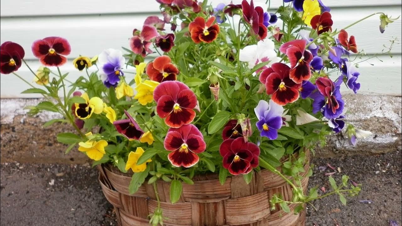Украшение дачного участка: анютины глазки в горшках - YouTube