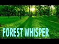 In the forest (Forest whisper - Peder B. Helland)