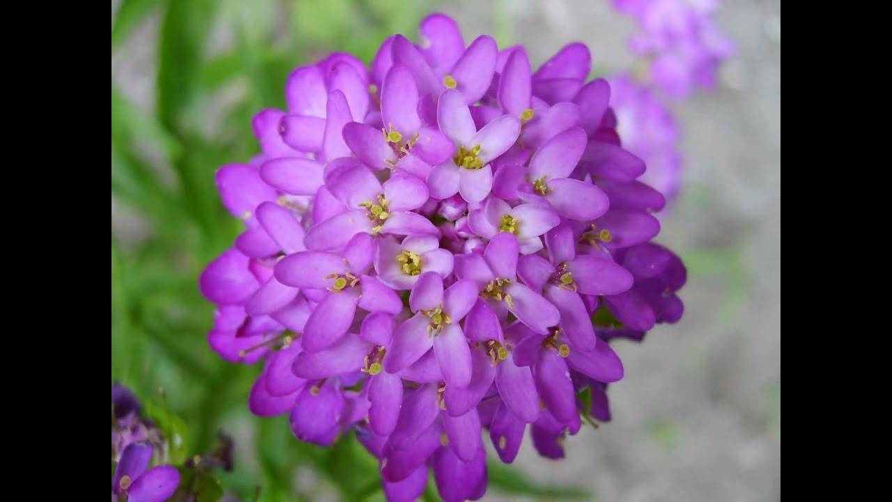 Summer&flowers 