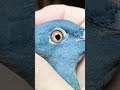 經常查棚,有問題及時發現,及時治療 #賽鴿 #pigeon #鴿舍