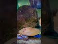 شوفوا سمك الكونفكت ألبينو يضع البيض 😍 ماشاءالله 💙 ‏pink convict cichlid / Mohamed Vlog