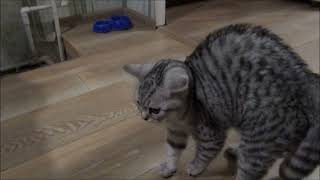 Возвращение домой после стерилизации    Котята в шоке , не узнают маму кошку.