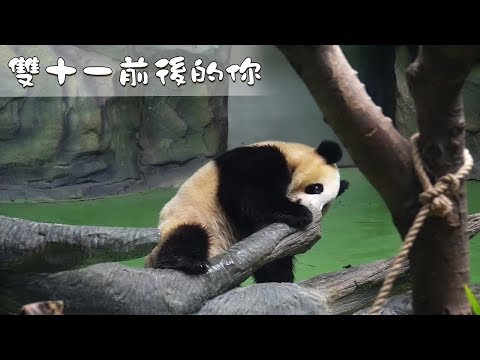 《熊貓早晚安》像不像雙十一前後的你？| iPanda熊貓頻道