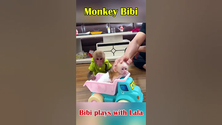 Bibi plays with Lala #bibimonkey #monkey #funny #cute #animals #cutemonkey #animals #shorts