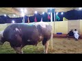 Nazimabad beautiful big cows Qurbani 2018
