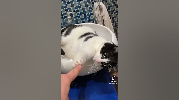 Quando hai un gatto rotto #tiktok