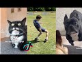 Funny TikToks That Actually Make You Laugh | TikTok Compilation