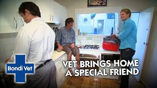 Dr. Chris has a Sleepover with his Patient! | Bondi Vet