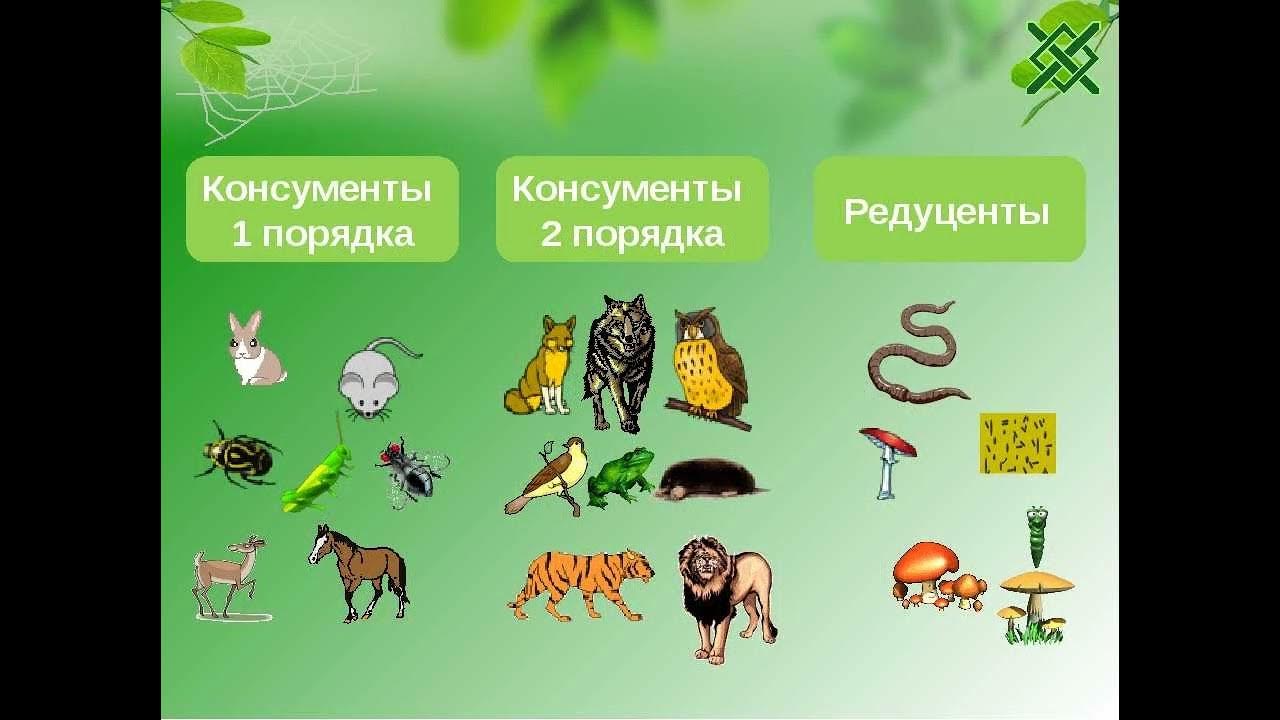 Консументы второго порядка примеры