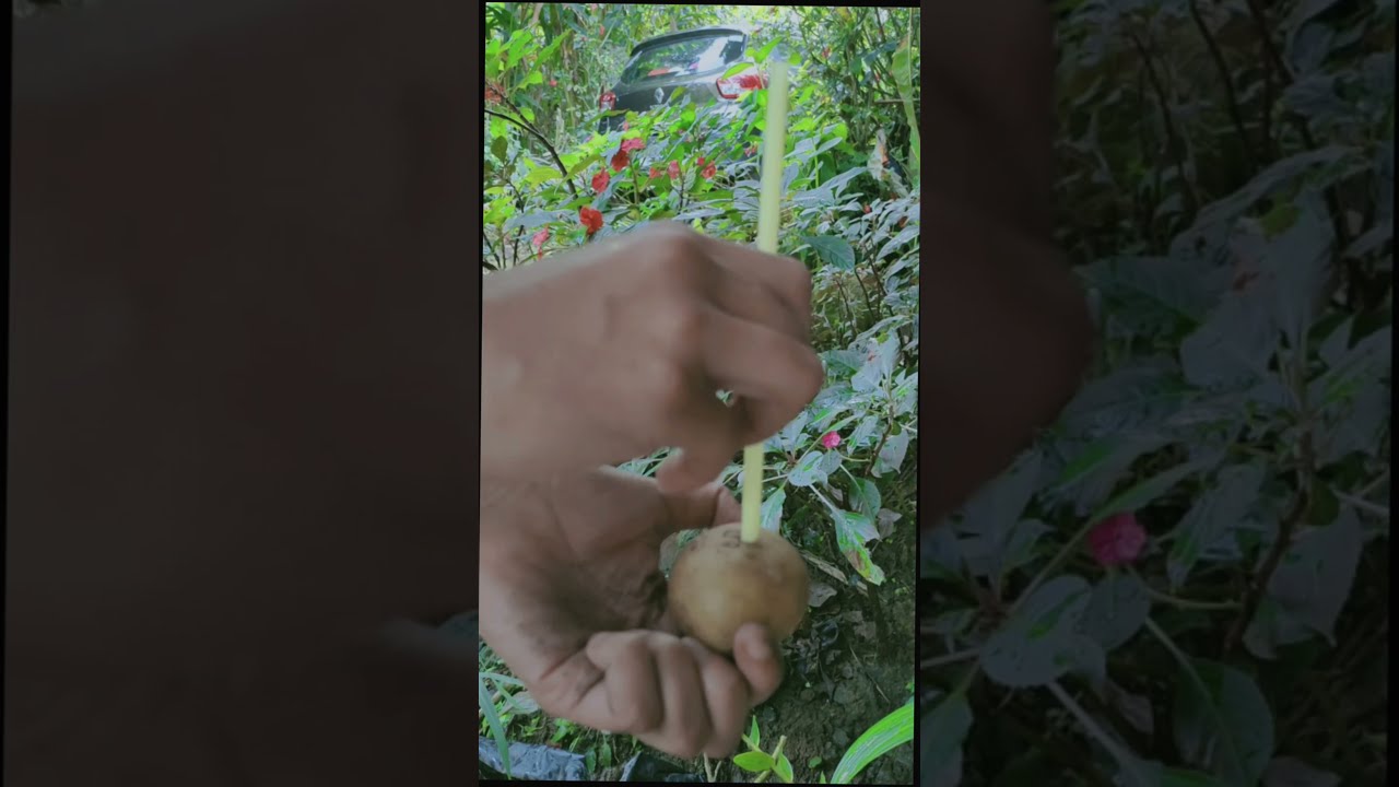 straw and potato experiment 