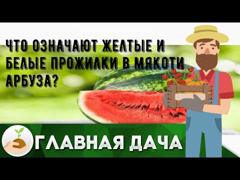 Что означают желтые и белые прожилки в мякоти арбуза?