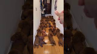 O Cachorro Se Esconde Na Hora Do Banho