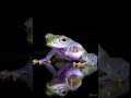 Glassfrog(Transparent frog) கண்ணாடி தவளை#shortsvideos #animalvideos#viral #ytviralshorts#gkvideos