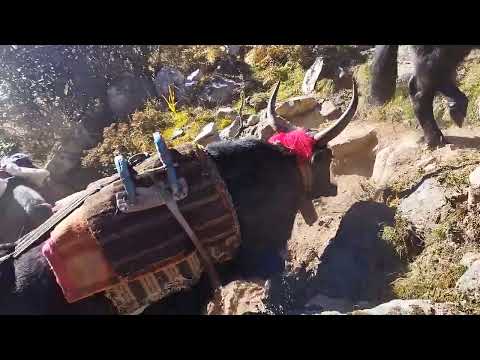 Yak in Nepal