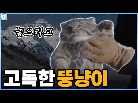 히말라야의 냥아치(?) 마눌 고양이