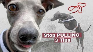 3 Tips to Stop Your Italian Greyhound PULLING on the Leash | VLOG #16