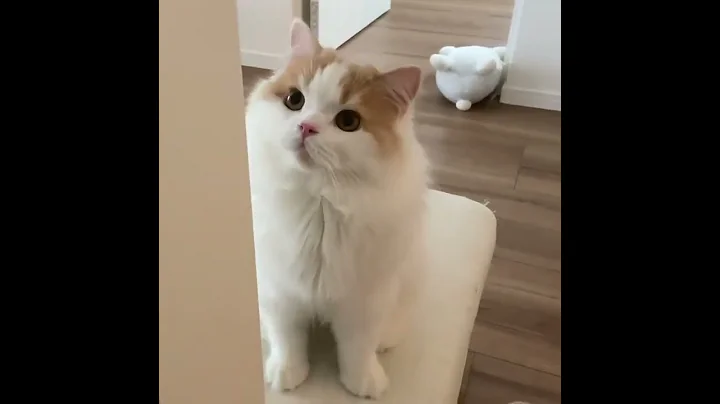 Video 4786261: kitten collection cats, fun pet cats entertainment, cats pets animals fun, cat pet animals beautiful, pet cats entertainment amazing, cute beautiful cats pets, cat adorable animals pet