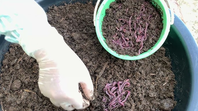 Background of Many earthworms African Night Crawler (AF) on hand. Raising  Worm Composting from cow dung is good quality natural organic fertilizer  for agriculture. Photos