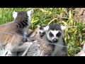 ワオキツネザルのリヴ「近づくんじゃないわよっ」@上野動物園 - DSCN3012