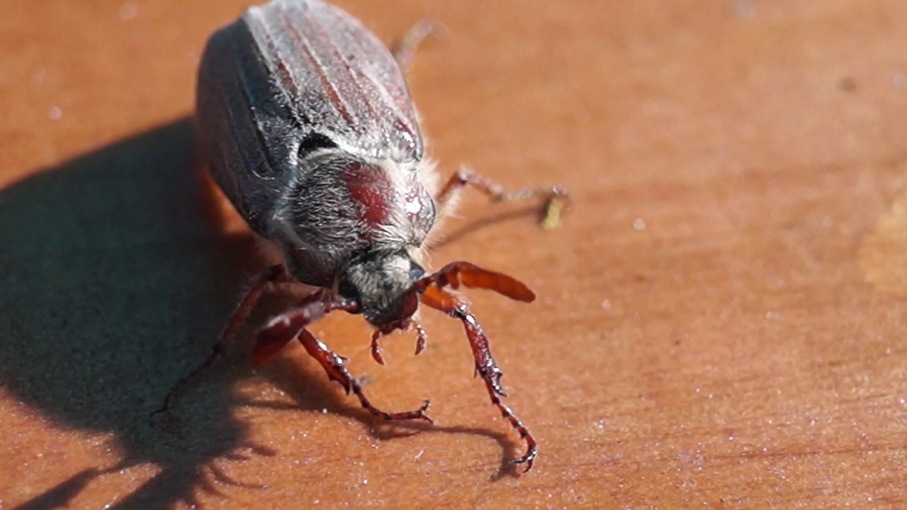 Майский жук медленно ползет по столу и падает с него в траву! - YouTube