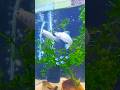 Breeding Molly Fish Snowball Meets MoonKnight Mollyfish Fishbreeding Petlover Shorts