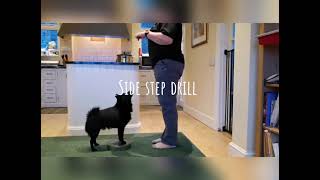 Tucker the Schipperke by sophie Harrison 79 views 3 years ago 3 minutes, 10 seconds