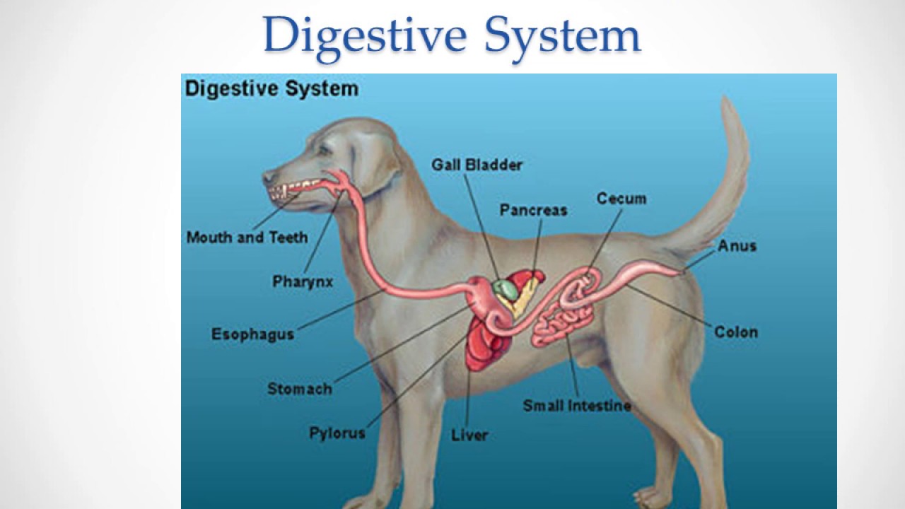 why does my dog keep vomiting bile