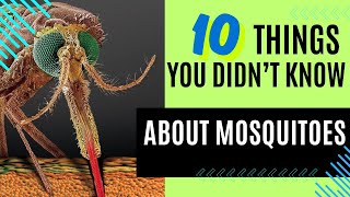 10 things you didn't know about mosquitoes