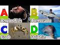 ABC phonics animals | ABC Sea Animals song | Alphabets Kids Song #angelshark