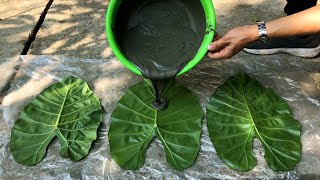 Ideas to make cement flower pots from leaves. @DIYCementpots