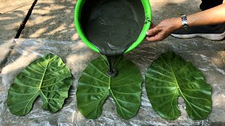 Ideas to make cement flower pots from leaves. @IrinalifeSurvival
