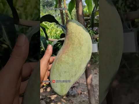 Brunei King mango