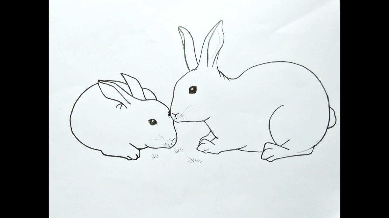 How to draw rabbit : สอนวาดกระต่าย