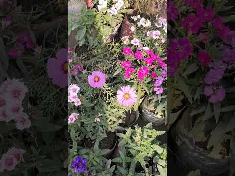 সুবহানাল্লাহ 💕💕@DrMizanurRahmanAzhariChannel #nature #flowers #dua #garden #fyp #fypシ #fypシ゚