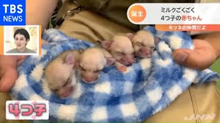 みんなそっくり！「フェネック」の４つ子の赤ちゃん誕生