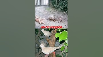 Chú chó cà khịa rùa #short #animals #dongvat