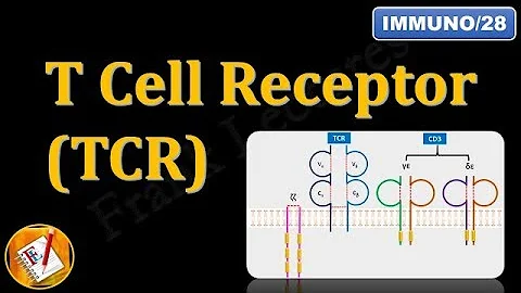 T Cell Receptor(TCR) and CD3 (FL-Immuno/28) - DayDayNews