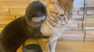 カワウソさくら 留守番中のカワウソと猫を隠し撮りしたらまさかのシーンを目撃！ otter and cat at stay at home was interesting!