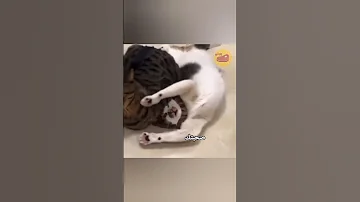 شقطت منك حبيبتك ياعم 