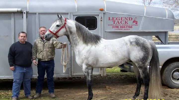 inspirational horse video by Nicole Adkinson horse