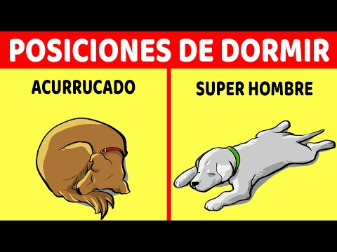 Video: ¿Qué plantas de interior son venenosas para los gatos?