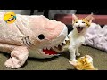 2025年最高に面白い動物たち 🤣 爆笑の猫＆犬特集 😻🐶